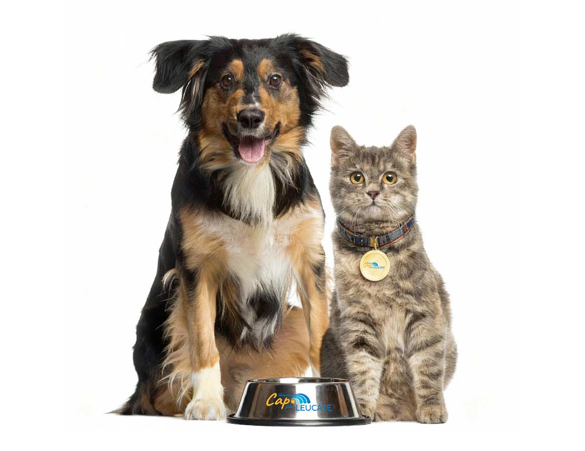 chien-chat_web Chiens et chats à Leucate