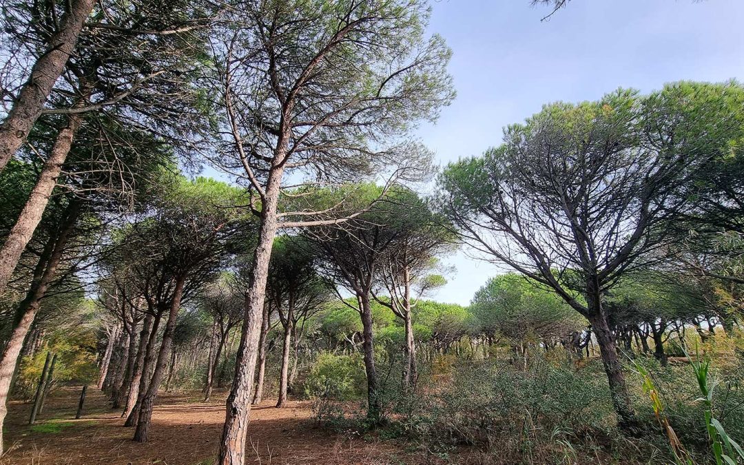 Abandon du projet de parc de dinosaures : victoire de la nature