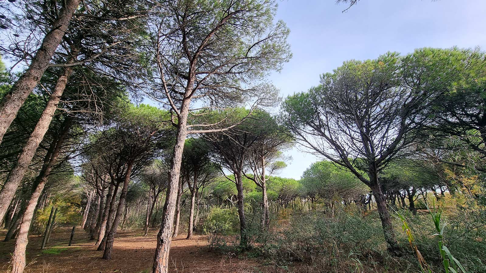 pinede_web La pinède de Port Leucate